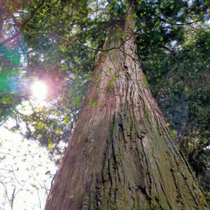 箱根神社の杉並木