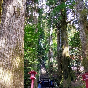 箱根神社の杉並木